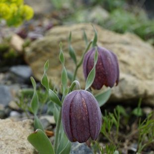 Fritillaria epirotica